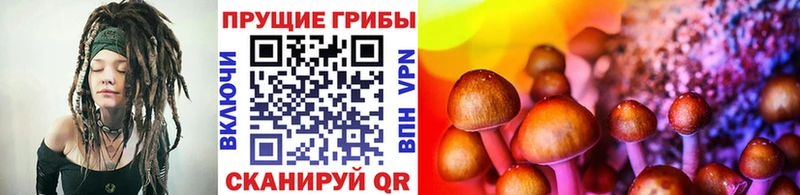 Галлюциногенные грибы Psilocybine cubensis Старица